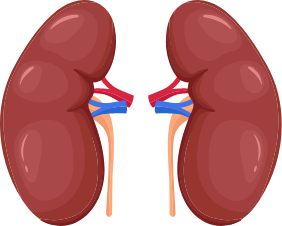 Kidney Test & Packages