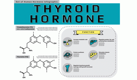 T3 and T4 Thyroid Hormone