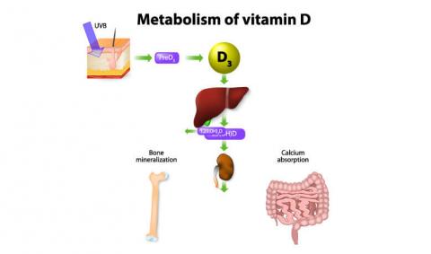 Role of Vitamin D & Calcium in Bones