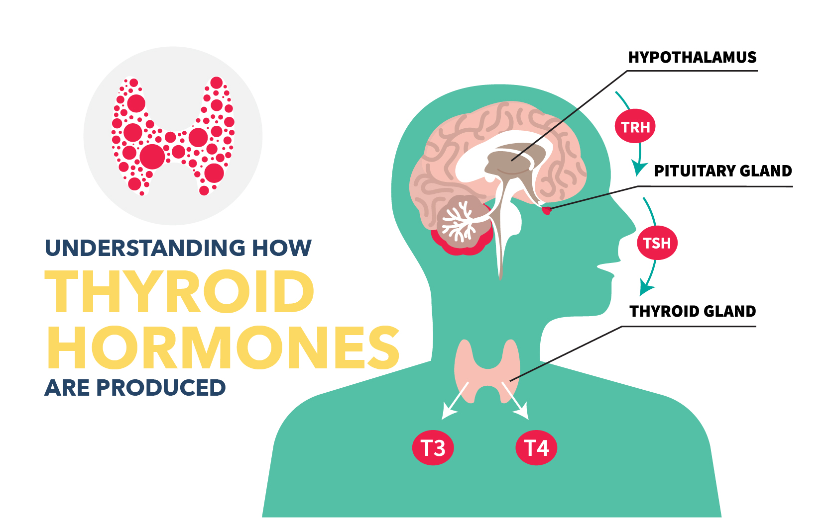 Understanding Thyroid Hormones 