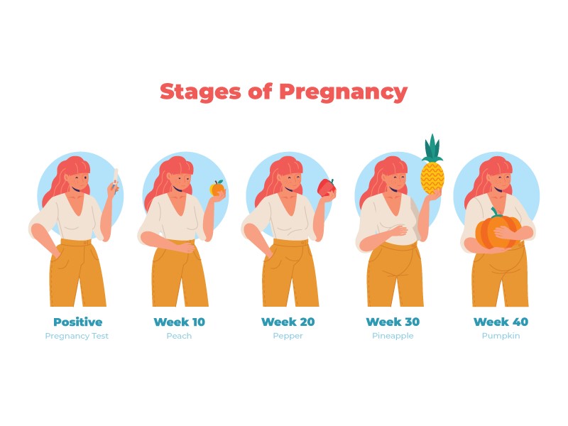 Navigating Pregnancy Stages