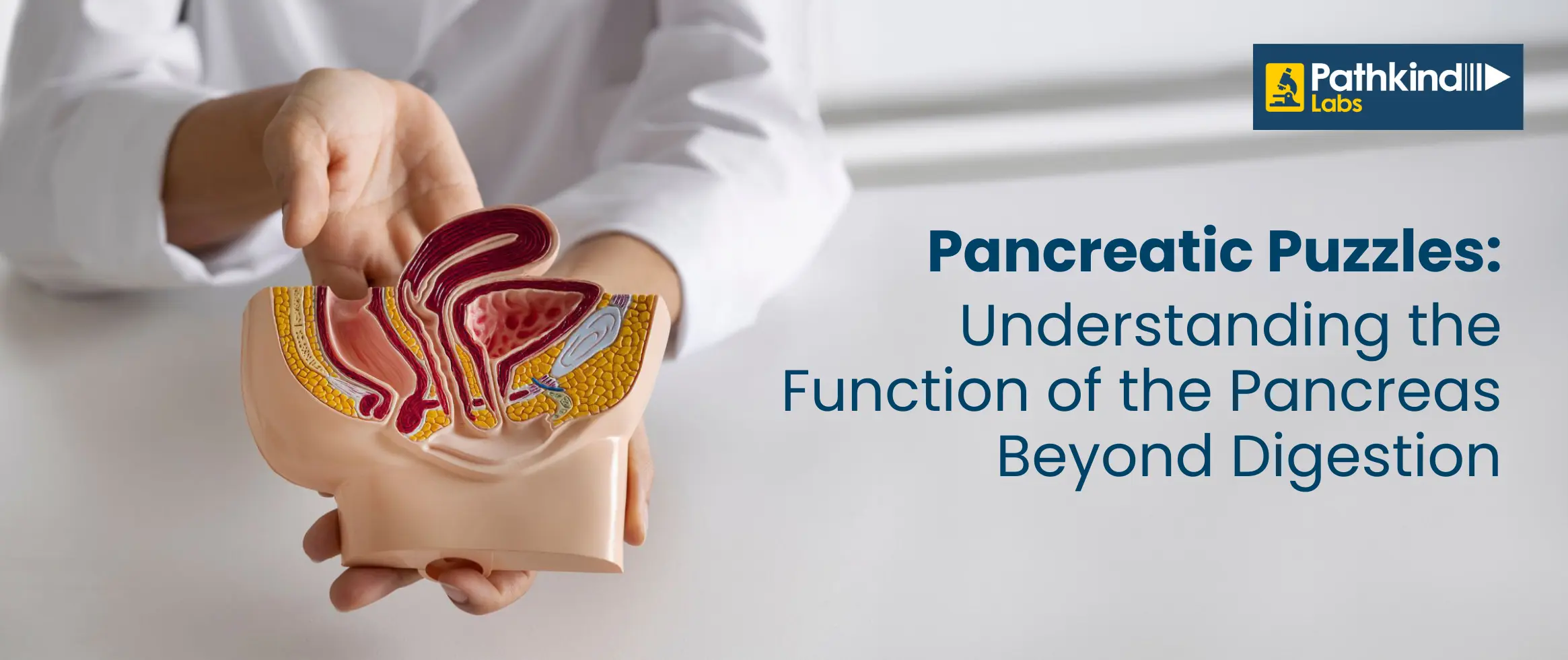  Pancreatic Puzzles: Understanding the Function of the Pancreas Beyond ...