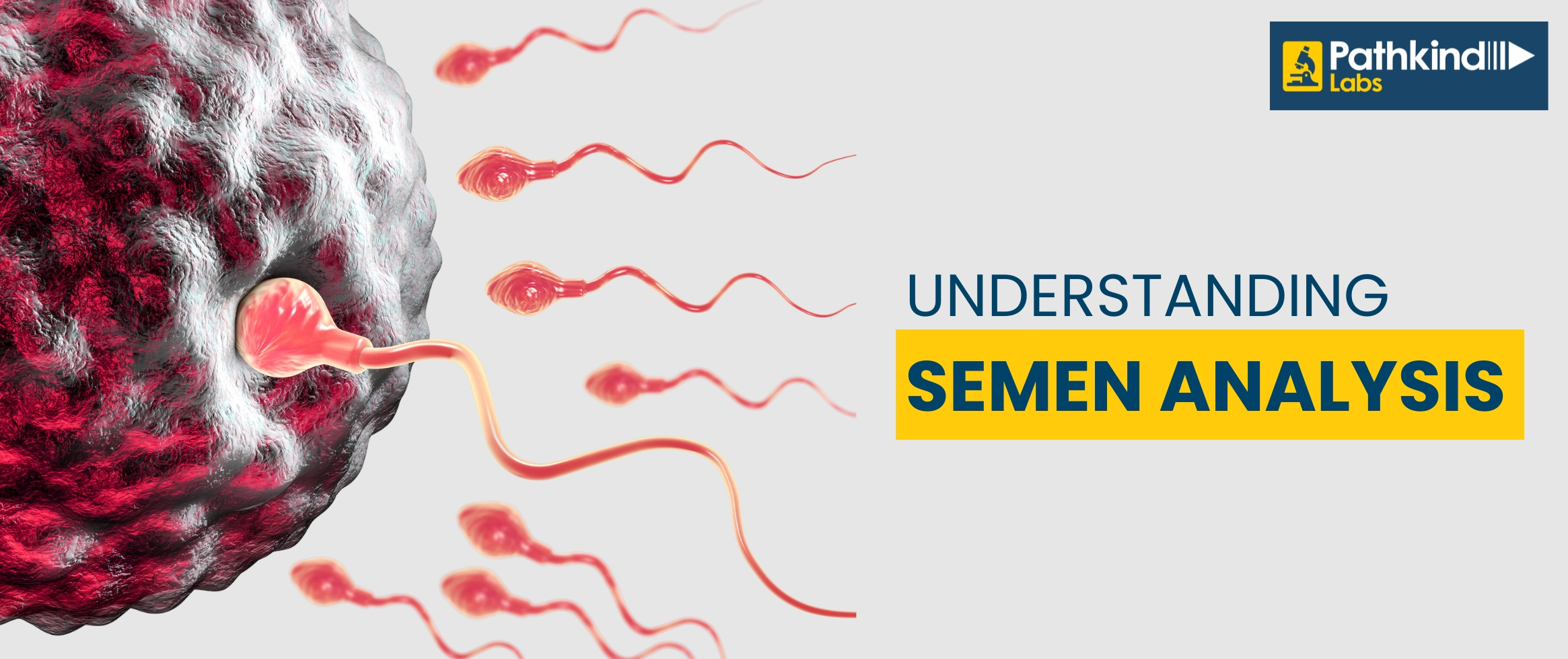 Understanding Semen Analysis